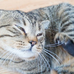 Jak leczyć świerzb u kota?