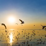 Jak najdłuższy dzień w roku wpływa na rośliny i zwierzęta? 