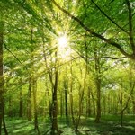 Jak natura i kwiaty mogą polepszyć twoje zdrowie psychiczne