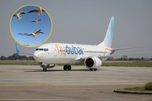 Jak niebezpiecznie jest zderzenie ptaków z samolotem? Coraz więcej wypadków