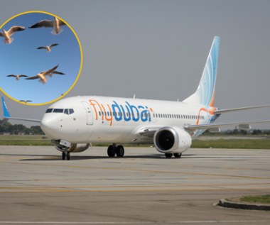 Jak niebezpiecznie jest zderzenie ptaków z samolotem? Coraz więcej wypadków