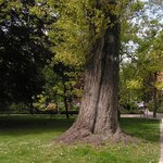 Jak ocalić drzewo w Sopocie? Zaproponuj uznanie go za pomnik przyrody