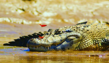 Jak ocalić zagrożone krokodyle? Odpowiedzią są... świnie