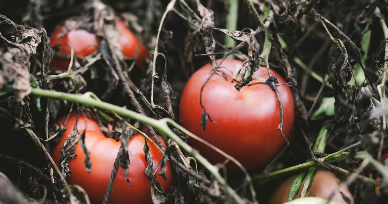 Jak ochronić pomidory przed chorobami? /123rf.com /INTERIA.PL