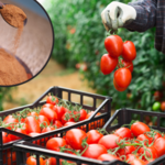 Jak ochronić pomidory przed upałami? Wystarczą trzy składniki, aby uratować plony