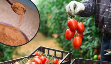 Jak ochronić pomidory przed upałami? Wystarczą trzy składniki, aby uratować plony