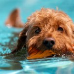 Jak ochronić psa przed upałami? Tanie rozwiązanie znajdziesz w KIK! 