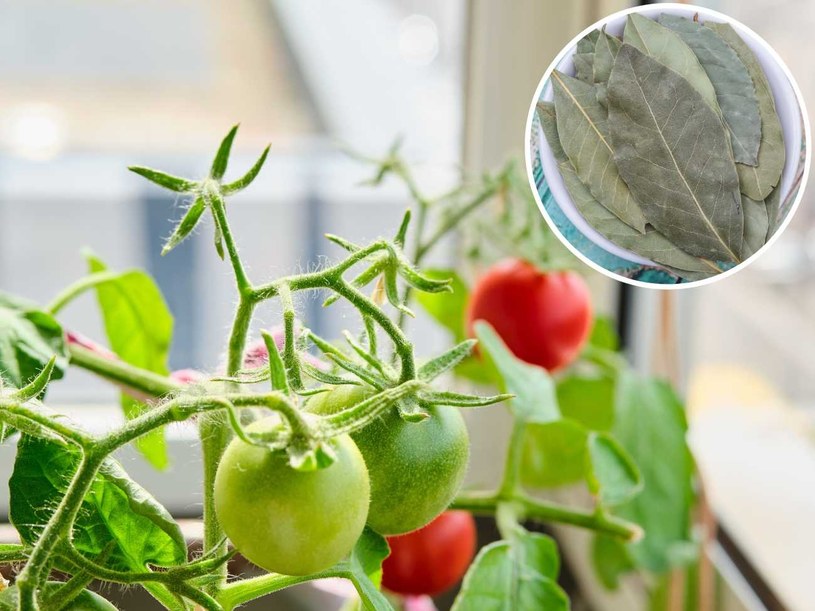 Jak ochronić sadzonki pomidorów przed szkodnikami? Zrób domowy napar. /123RF/Picsel, 123RF/Picsel /Pixel