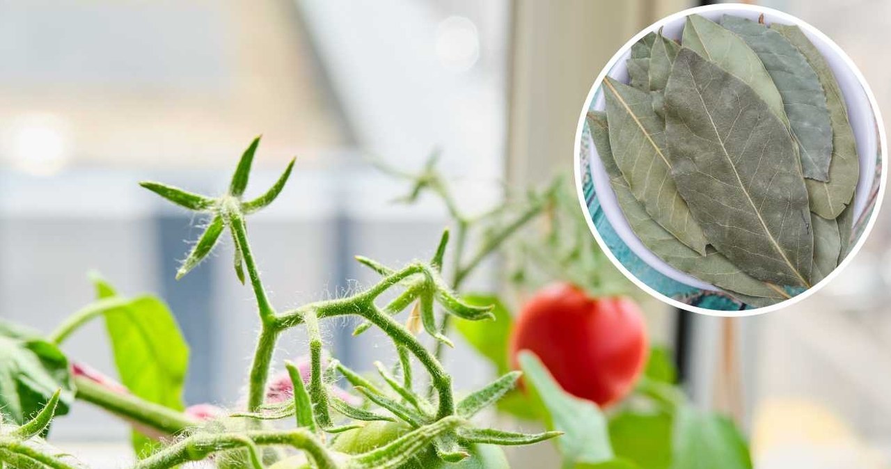Jak ochronić sadzonki pomidorów przed szkodnikami? Zrób domowy napar. /123RF/Picsel, 123RF/Picsel /Pixel