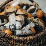 Jak oczyścić grzyby przyniesione z lasu? Nie wszystkie można myć