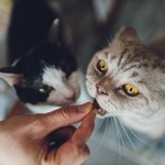 Jak odczytywać sygnały kotów? Przewodnik dla właścicieli