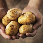 Jak "odmłodzić" stare ziemniaki?