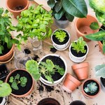 Jak odpowiednio wybrać rośliny? 