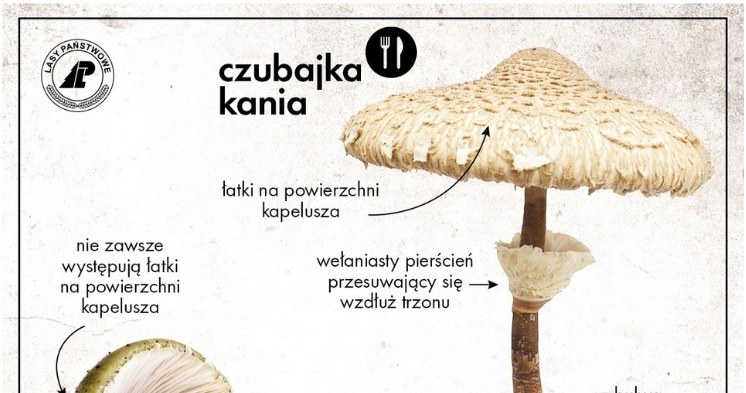 Jak odróżnić czubajkę kanię od muchomora sromotnikowego? /Fot. Lasy Państwowe /materiał zewnętrzny