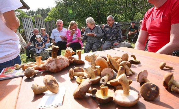 Jak odróżnić grzyby jadalne od trujących? Sprawdź 