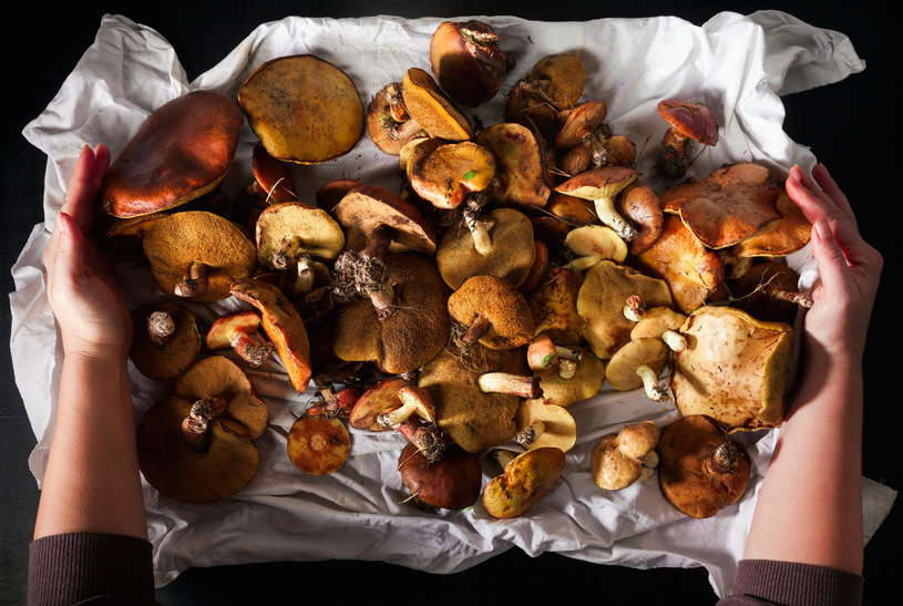 Jak odróżnić grzyby jadalne od trujących? /123RF/PICSEL