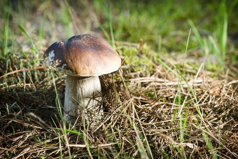 Jak odróżnić grzyby trujące od jadalnych? /123RF/PICSEL