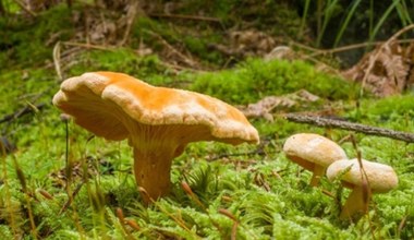 Jak odróżnić lisówkę pomarańczową od kurki? Oba grzyby są niezwykle podobne