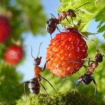 Jak odstraszyć mrówki z ogrodu? 
