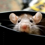 Jak odstraszyć myszy z domu?