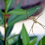 Jak odstraszyć pająki z domu?
