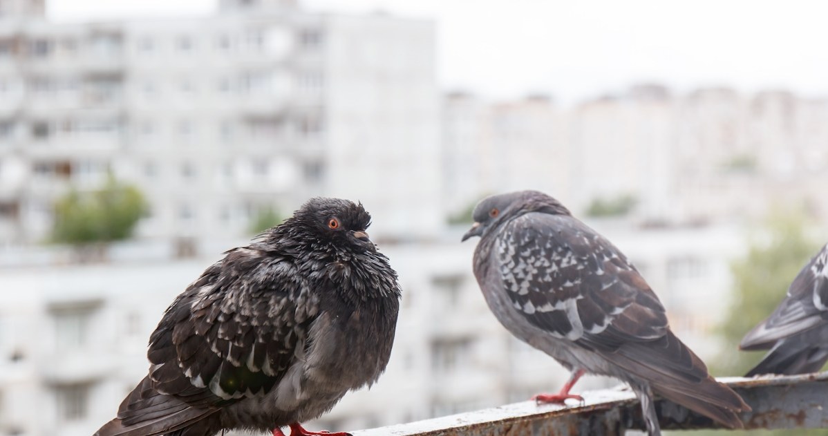 Jak odstraszyć ptaki? Domowe sposoby, by pozbyć się nieproszonych gości z balkonu /123RF/PICSEL