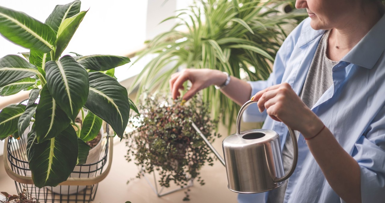 Jak odżywić kwiaty po zimie? Przygotuj odżywkę zero waste. /Pixel