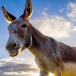 Jak osły zapobiegają pożarom? Oto brygada "pożarników"