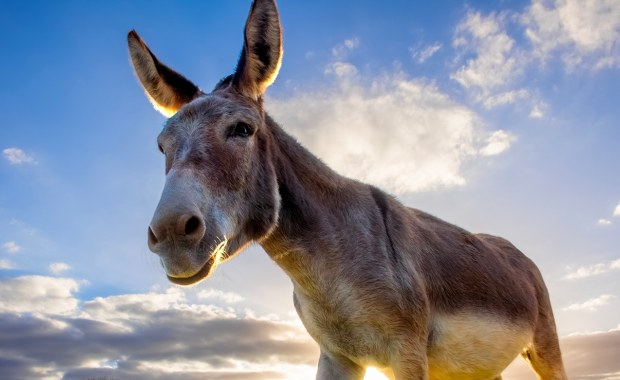 Jak osły zapobiegają pożarom? Oto brygada "pożarników"