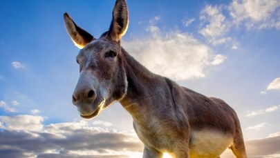 Jak osły zapobiegają pożarom? Oto brygada "pożarników"