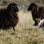 Jak pasterze ćwiczą psy