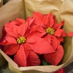 gwiazda betlejemska kwiat Jak pielęgnować gwiazdę betlejemską, by miała czerwone liście na święta?