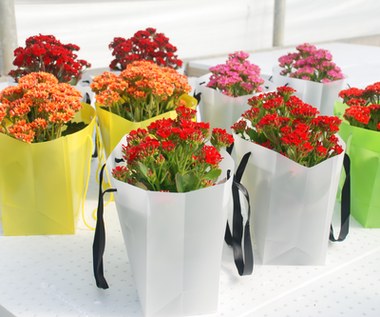 Jak pielęgnować i dbać o kalanchoe, żeby żyworódka zakwitła?
