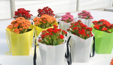 Jak pielęgnować i dbać o kalanchoe, żeby żyworódka zakwitła?