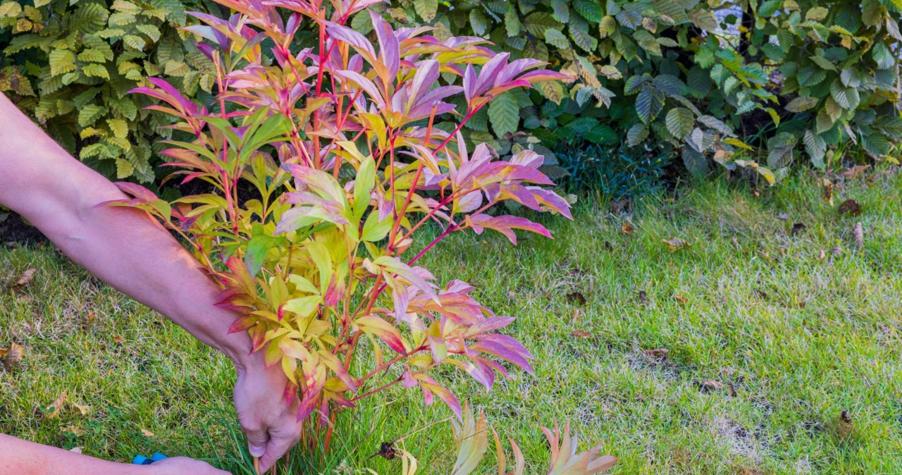 Jak pielęgnować piwonie jesienią? /123RF/PICSEL