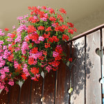 Jak pielęgnować popularne kwiaty balkonowe?