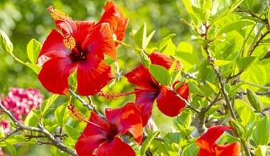 Jak pielęgnować różę chińską w domu? Kwiat, który zachwyca