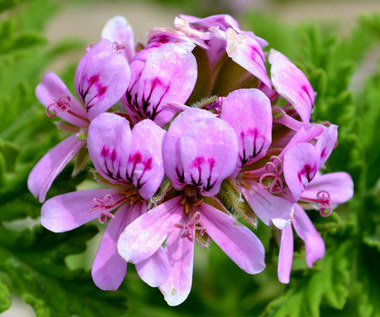Jak pobudzić pelargonię do kwitnięcia?