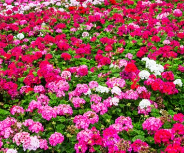 Jak pobudzić pelargonie do kwitnienia?