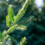 Jak podlewać jodłę kaukaską w donicy? Postoi nawet kilka tygodni