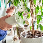 Jak podlewać rośliny, gdy jesteśmy na urlopie? Poznaj sprawdzone sposoby