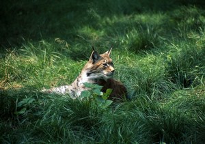 Jak pogoda i klimat wpływają na rozmnażanie rysi?