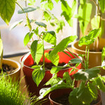 Jak poprawić kondycję roślin doniczkowych zimą?