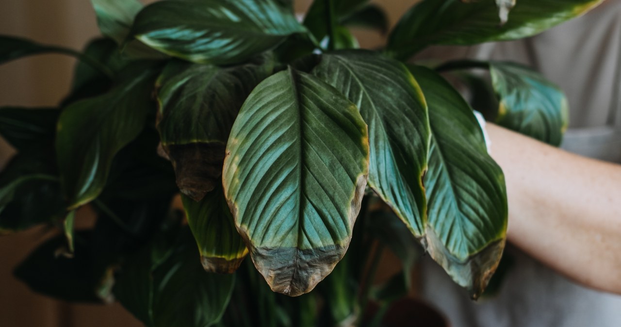 Jak poradzić sobie z brązowieniem liści zimą? /Picsel /123RF/PICSEL