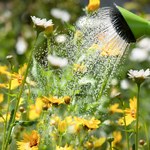 Jak poradzić sobie z suszą w ogrodzie? O tym musisz pamiętać