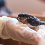 Jak postąpić, gdy znajdziemy dzikie, ranne zwierzę? Podstawą bezpieczeństwo 