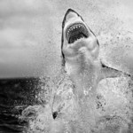 Jak powstało najsłynniejsze w historii zdjęcie rekina?