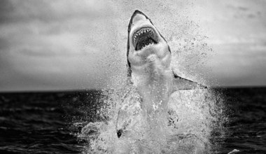 Jak powstało najsłynniejsze w historii zdjęcie rekina?