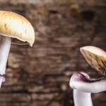 Jak powstały grzyby halucynogenne? Fascynujące powiązania z owadami