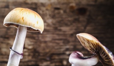 Jak powstały grzyby halucynogenne? Fascynujące powiązania z owadami